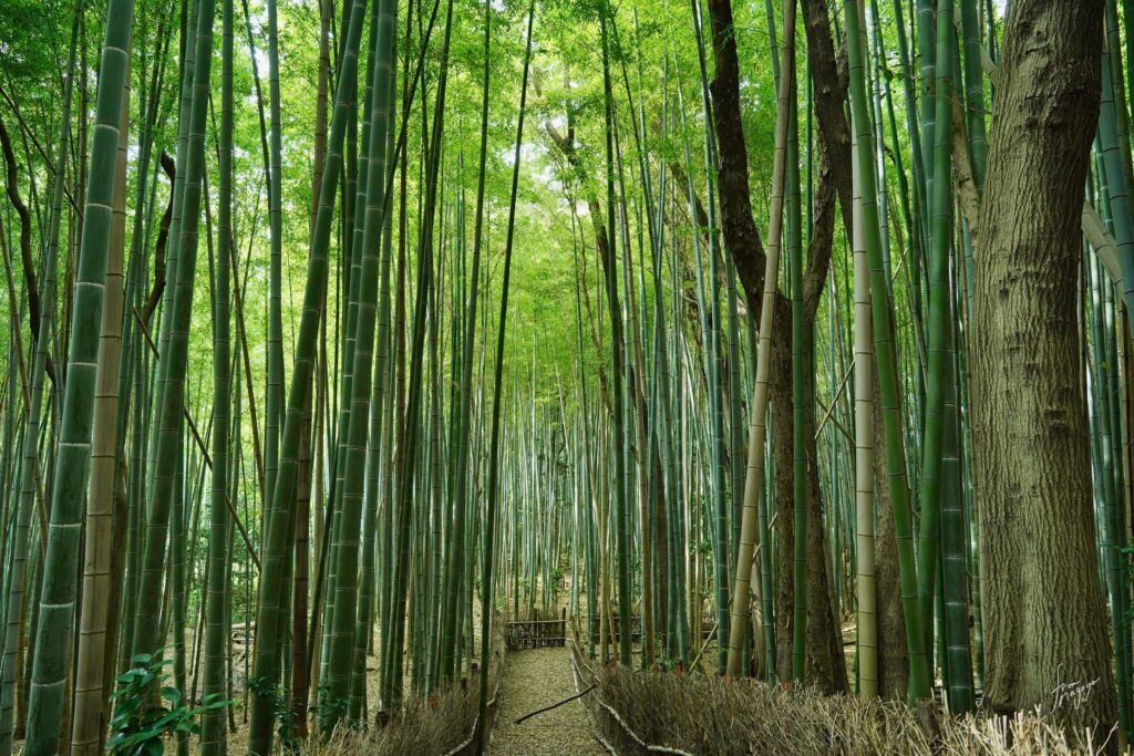 細根山の竹林