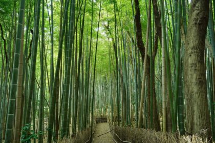 細根山の竹林