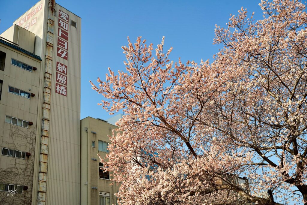 納屋橋の四季桜