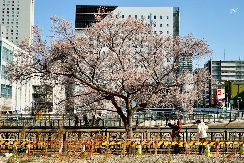 納屋橋の四季桜