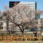 納屋橋の四季桜