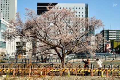 納屋橋の四季桜