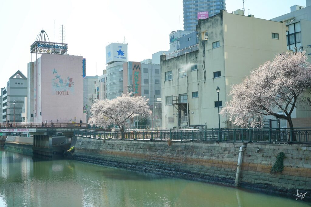 堀川沿いの四季桜